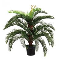 BIZZOTTO RASTLINA PALMA CYCAS Z VAZO 30 LISTOV H100
