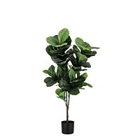 BIZZOTTO RASTLINA FICUS LYRATA Z VAZO 72 LISTOV H120