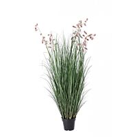 BIZZOTTO ROZA GREVILLEA RASTLINA C-LONEC X9F H150