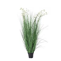 BIZZOTTO RASTLINA BELA GREVILLEA Z LONCEM X9F H150