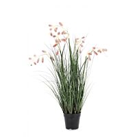 BIZZOTTO ROZA GREVILLEA RASTLINA C-LONEC X7F H120
