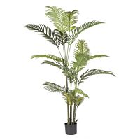 BIZZOTTO RASTLINA KENZIA 18LISTOV H180