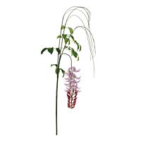 BIZZOTTO RASTLINA MACUNA KAYLIN VIJOLIČNA V210CM