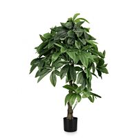 BIZZOTTO RASTLINA PACHIRA AQUATICA Z VAZO 280F H120