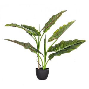 BIZZOTTO RASTLINA DIEFFENBACHIA C-VAZA 7 LISTOV H78