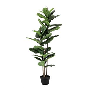 BIZZOTTO FICUS LYRATA RASTLINA C-VAZA 39 LISTOV H145