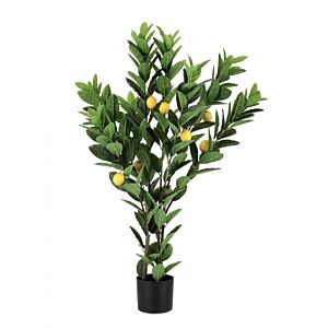 BIZZOTTO RASTLINA LIMONKA C-LONČEK 224LISTOV H115
