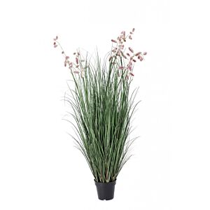 BIZZOTTO ROZA GREVILLEA RASTLINA C-LONEC X9F H150