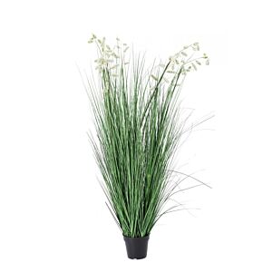 BIZZOTTO RASTLINA BELA GREVILLEA Z LONCEM X9F H150