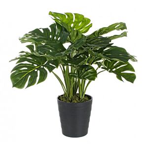 BIZZOTTO FILODENDRON RASTLINA C-VAZA 24 LISTOV V65 CM