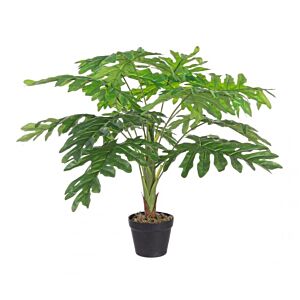 BIZZOTTO FILODENDRON NAREBRIČAN RASTLINA CV 12F H90