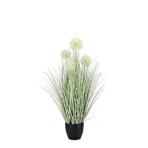 BIZZOTTO RASTLINA CEBOLLA BELA C-LONEC X4F H75