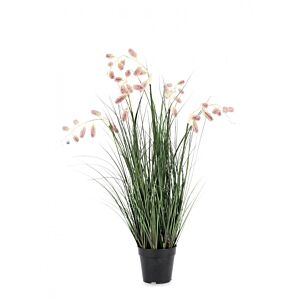 BIZZOTTO ROZA GREVILLEA RASTLINA C-LONEC X7F H120