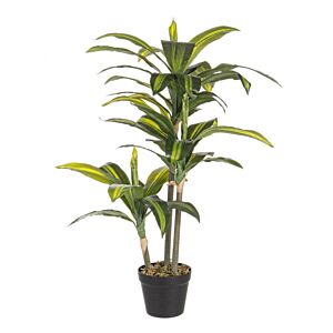 BIZZOTTO RASTLINA DRACAENA C-VAZA 43 LISTOV V88 CM