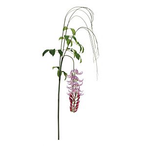 BIZZOTTO RASTLINA MACUNA KAYLIN VIJOLIČNA V210CM