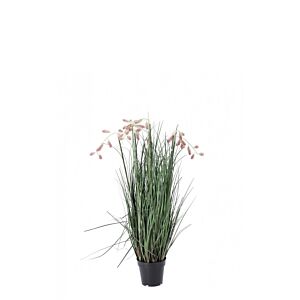 BIZZOTTO ROZA GREVILLEA RASTLINA C-LONČEK X5F H100