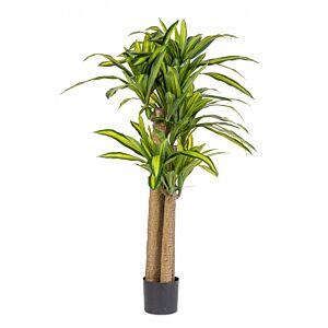 BIZZOTTO RASTLINA DRACAENA Z VAZO H150