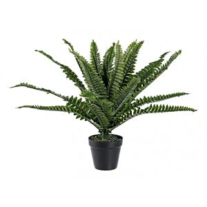 BIZZOTTO RASTLINA PRAPROTI C-VAZA 24 LISTOV V45 CM