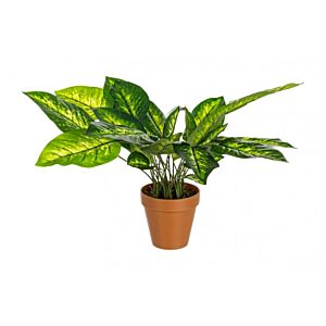 BIZZOTTO RASTLINA DIEFFENBACHIA C-VAZA 30 LISTOV H45