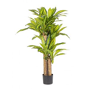 BIZZOTTO RASTLINA DRACAENA Z VAZO H130