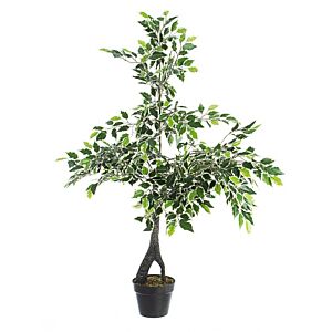 BIZZOTTO RASTLINA FICUS VARIEGATO C-LONČEK X760F H120