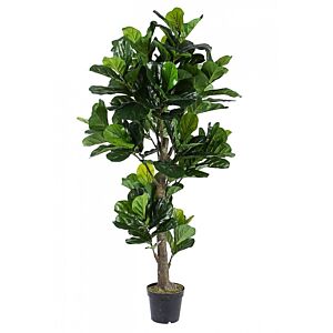 BIZZOTTO FICUS LYRATA RASTLINA C-VAZA 153LIST H190