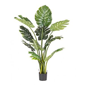 BIZZOTTO FILODENDRON RASTLINA C-VAZA 13 LISTOV H150
