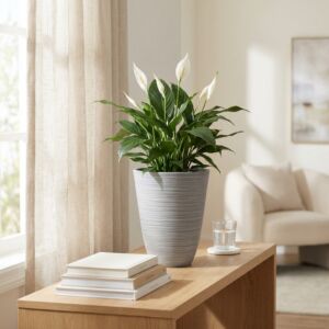 MALA VAZA ANEMONE VA-801020-ANTR
