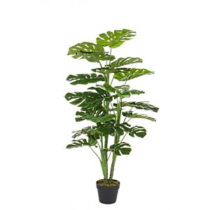 BIZZOTTO FILODENDRON RASTLINA C-VAZA 23 LISTOV V120CM