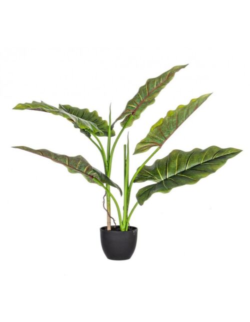 BIZZOTTO RASTLINA DIEFFENBACHIA C-VAZA 7 LISTOV H78