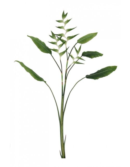 BIZZOTTO RASTLINA ELICONIA JESSYE X3F+5ZELENI LISTI H172