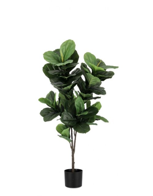 BIZZOTTO RASTLINA FICUS LYRATA Z VAZO 72 LISTOV H120