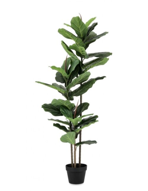 BIZZOTTO FICUS LYRATA RASTLINA C-VAZA 39 LISTOV H145