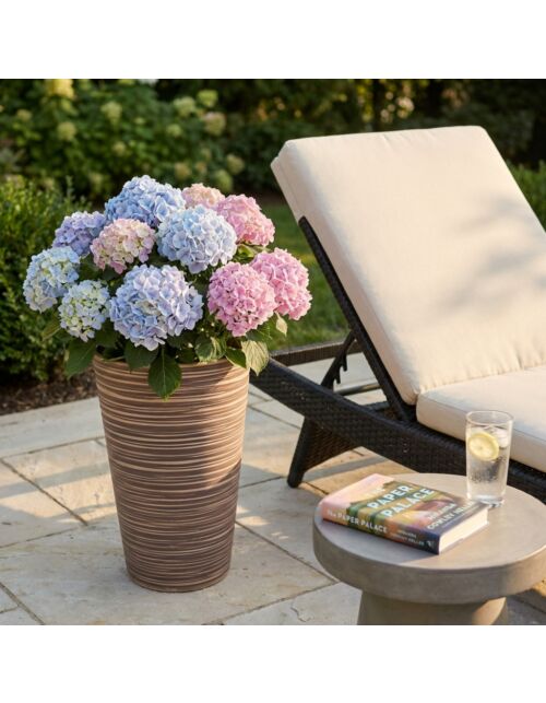 VELIK LONEC AZALEA