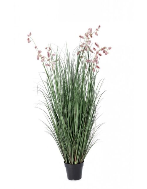 BIZZOTTO ROZA GREVILLEA RASTLINA C-LONEC X9F H150