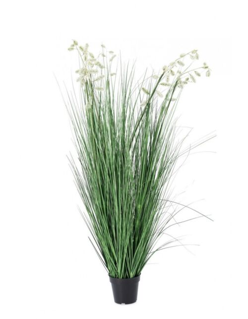 BIZZOTTO RASTLINA BELA GREVILLEA Z LONCEM X9F H150