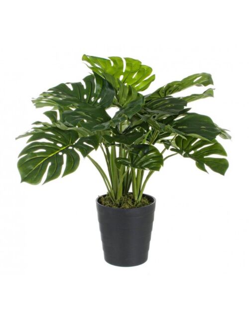 BIZZOTTO FILODENDRON RASTLINA C-VAZA 24 LISTOV V65 CM