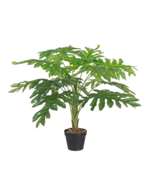 BIZZOTTO FILODENDRON NAREBRIČAN RASTLINA CV 12F H90