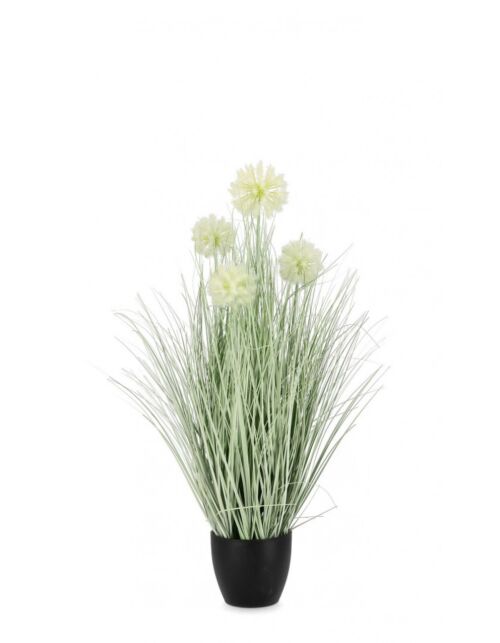 BIZZOTTO RASTLINA CEBOLLA BELA C-LONEC X4F H75