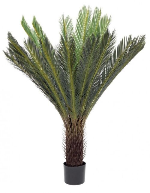 BIZZOTTO RASTLINA CYCAS PALMA Z LONCEM 28 LISTOV H120