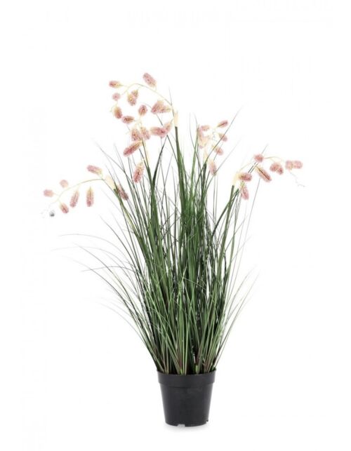 BIZZOTTO ROZA GREVILLEA RASTLINA C-LONEC X7F H120