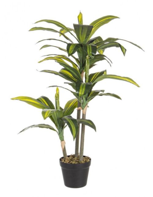 BIZZOTTO RASTLINA DRACAENA C-VAZA 43 LISTOV V88 CM