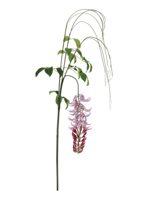 BIZZOTTO RASTLINA MACUNA KAYLIN VIJOLIČNA V210CM