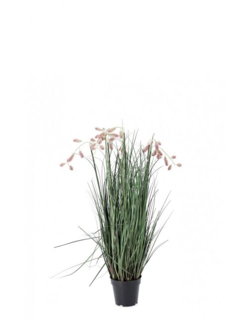 BIZZOTTO ROZA GREVILLEA RASTLINA C-LONČEK X5F H100