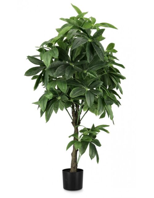 BIZZOTTO RASTLINA PACHIRA AQUATICA Z LONCEM 360F H160