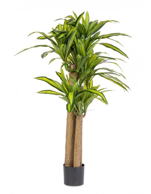 BIZZOTTO RASTLINA DRACAENA Z VAZO H150