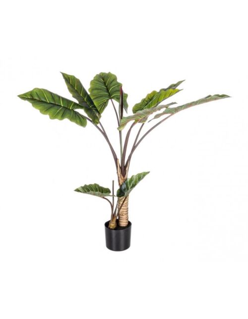 BIZZOTTO DIEFFENBACHIA RASTLINA 10 LISTOV H134