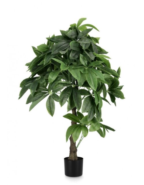 BIZZOTTO RASTLINA PACHIRA AQUATICA Z VAZO 280F H120