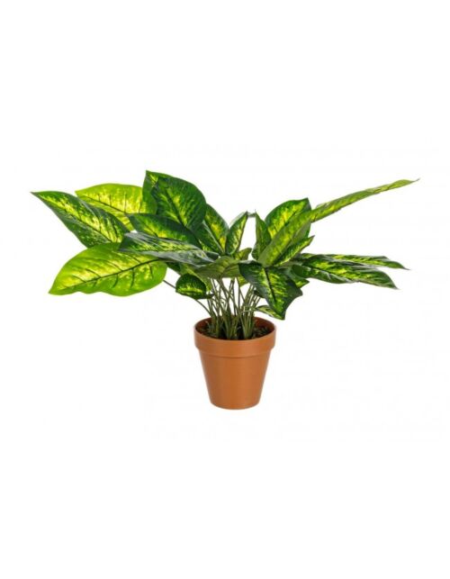BIZZOTTO RASTLINA DIEFFENBACHIA C-VAZA 30 LISTOV H45