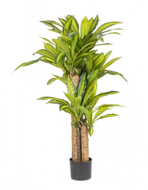 BIZZOTTO RASTLINA DRACAENA Z VAZO H130